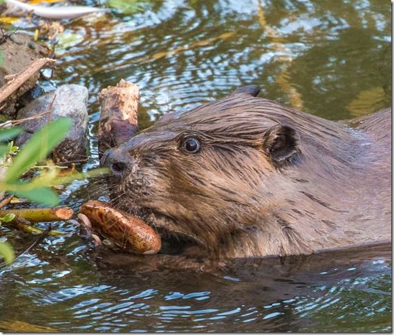 Beaver Lodge Spring 2018